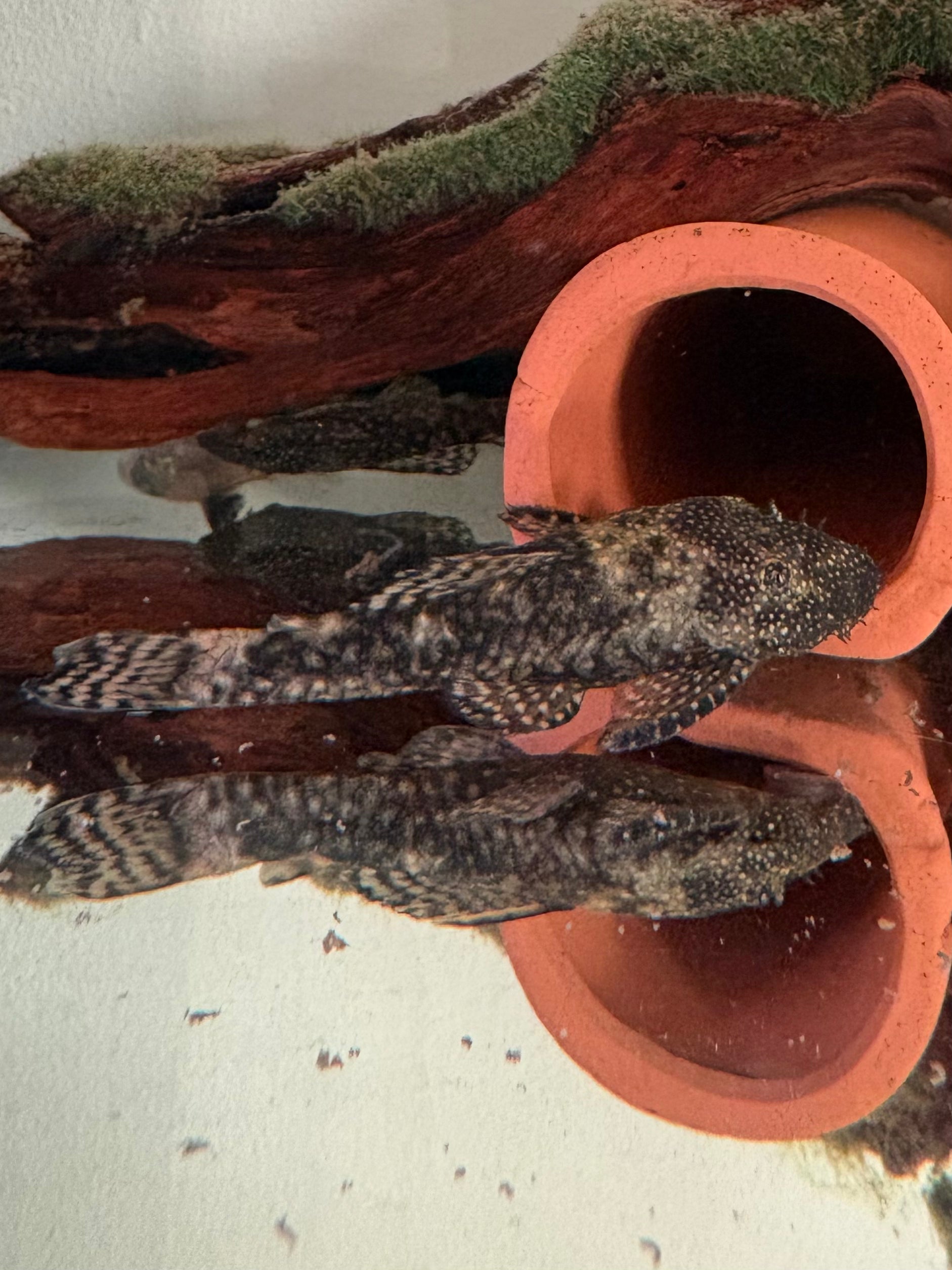 Bristlenose/Ancistrus Plecos