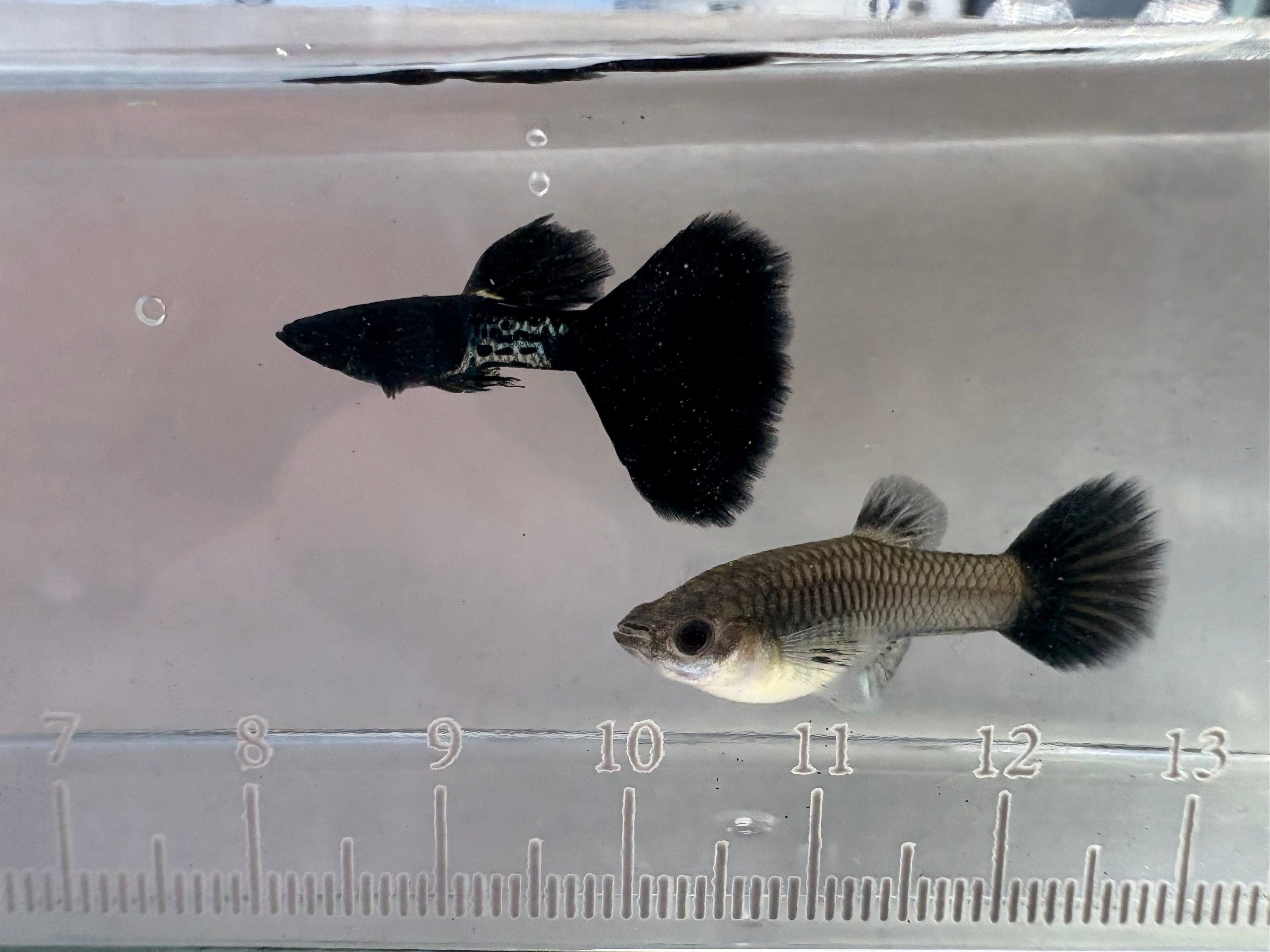 Guppy Pairs/Trios