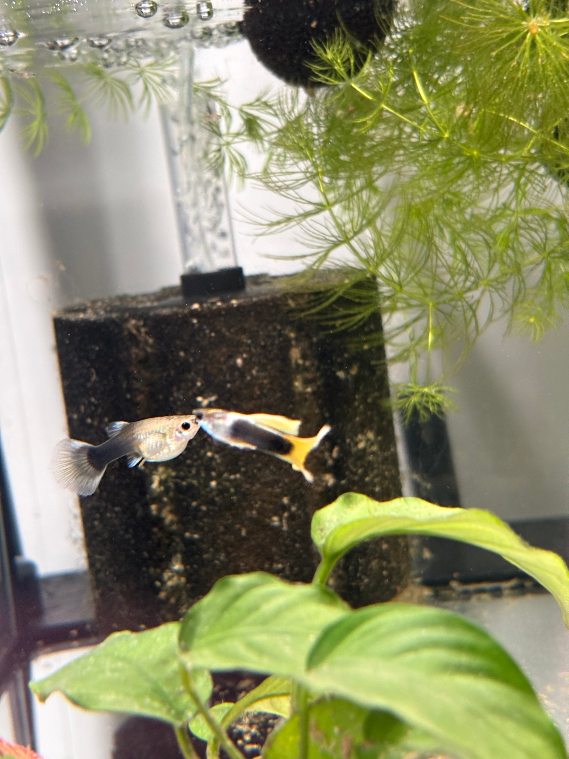 Yellow Tuxedo Guppy Pair