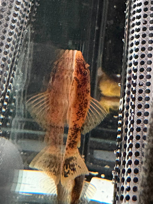 Calico Bristlenose Pleco (ShortFin)