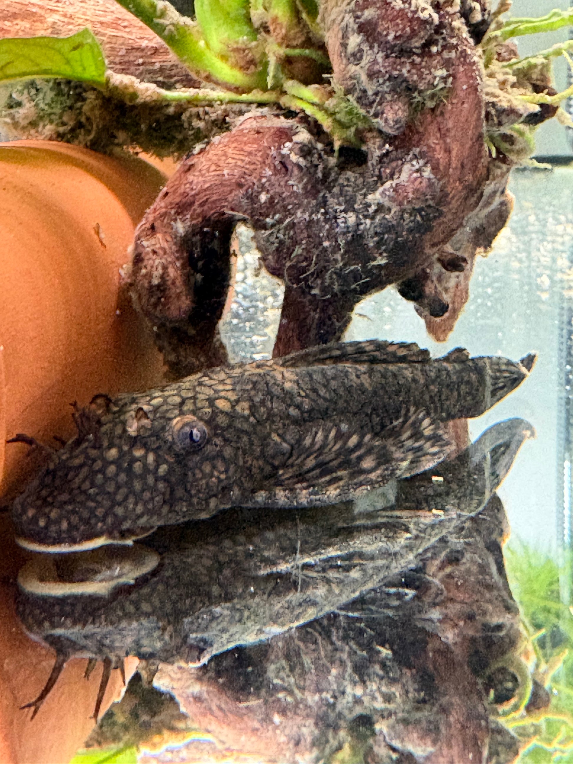 Wabenmuster Honeycomb Bristlenose Pleco (Short Fin)