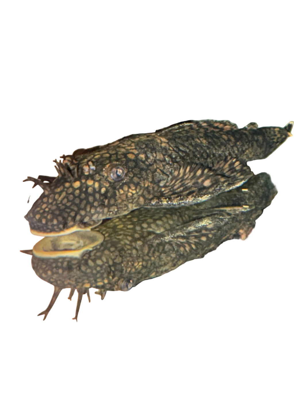 Wabenmuster Honeycomb Bristlenose Pleco (Short Fin)