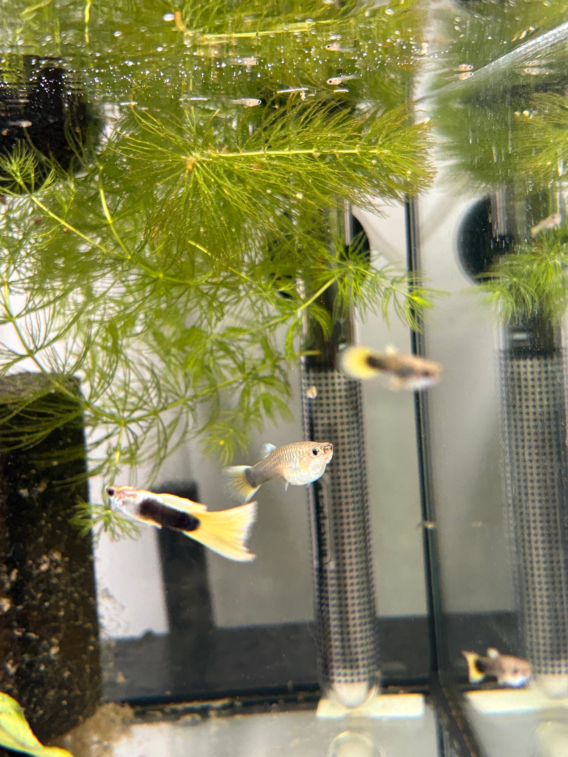 Yellow Tuxedo Guppy Pair
