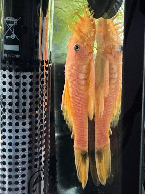 Blue Eye Lemon Bristlenose Pleco (ShortFin)