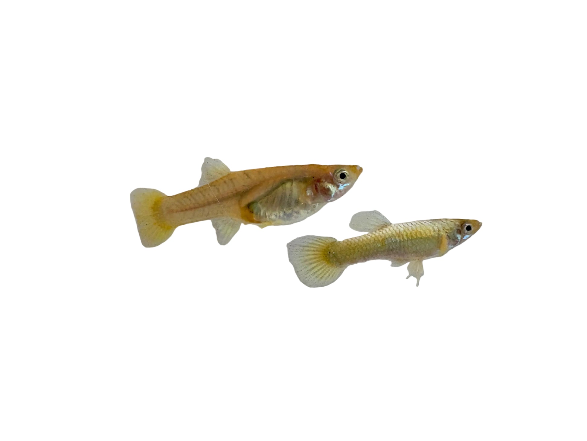 Full Gold Guppy Pair