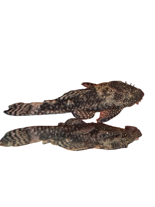 Common Bristlenose Pleco (ShortFin)