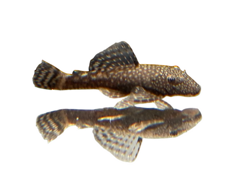 Common Bristlenose Pleco (ShortFin)