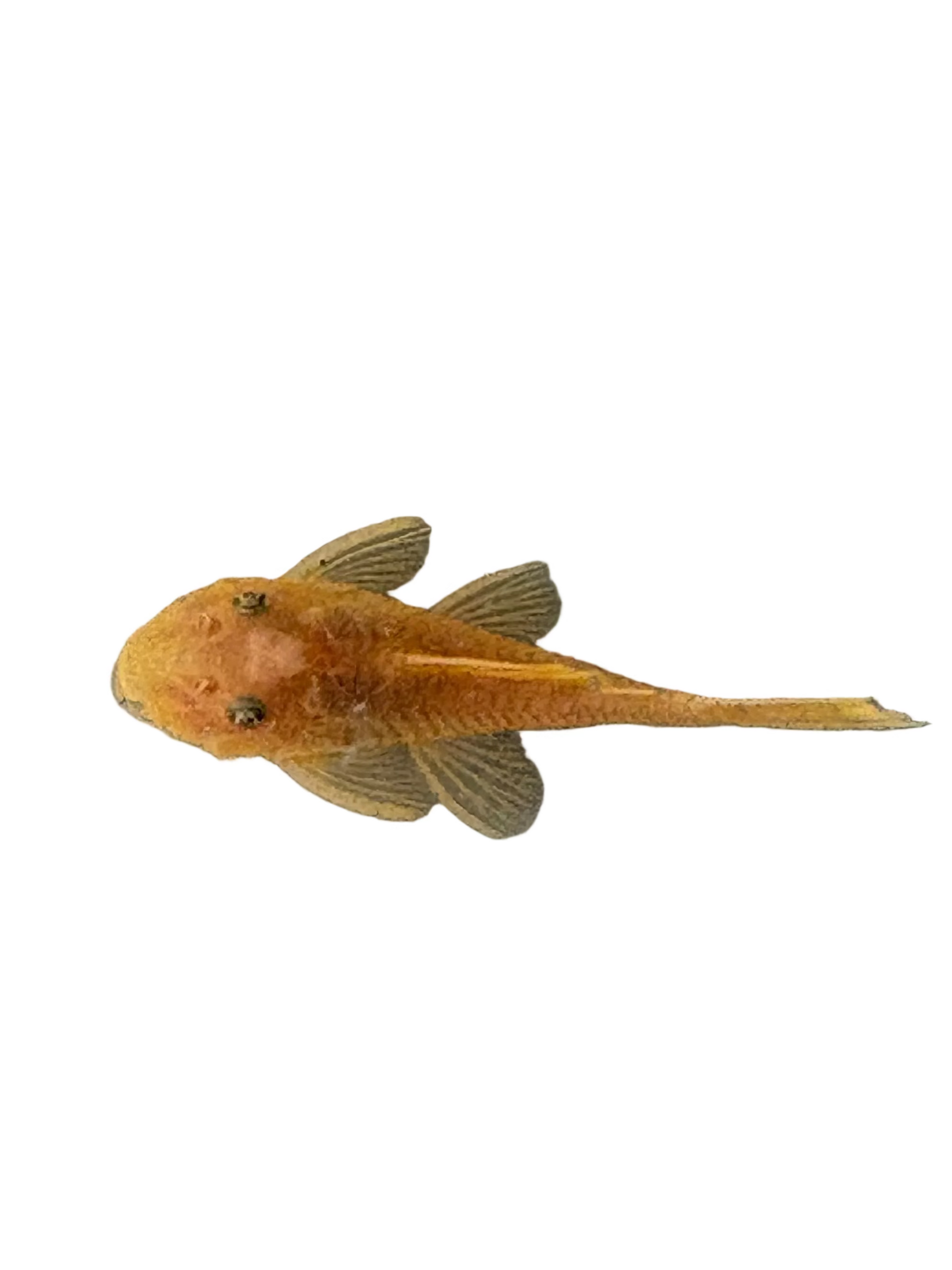 Blue Eye Lemon Bristlenose Pleco (ShortFin)