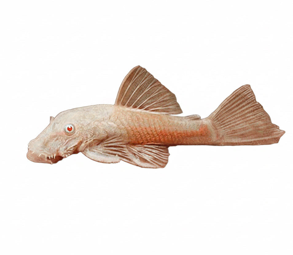Common Albino Bristlenose Pleco (ShortFin)