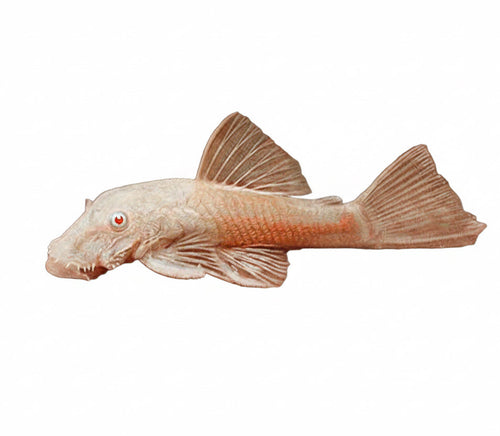 Common Albino Bristlenose Pleco (ShortFin)