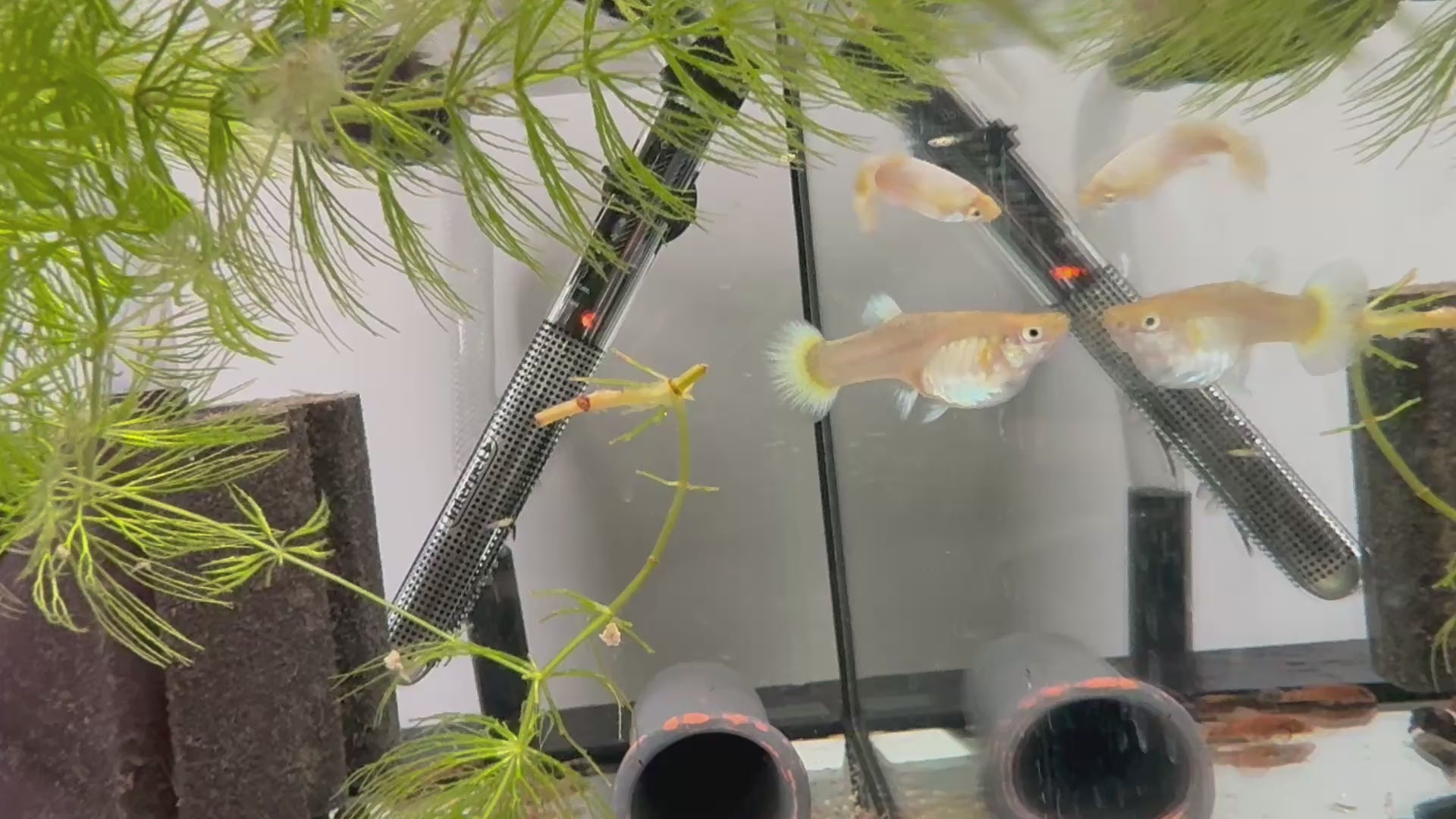 Full Gold Guppy Pair
