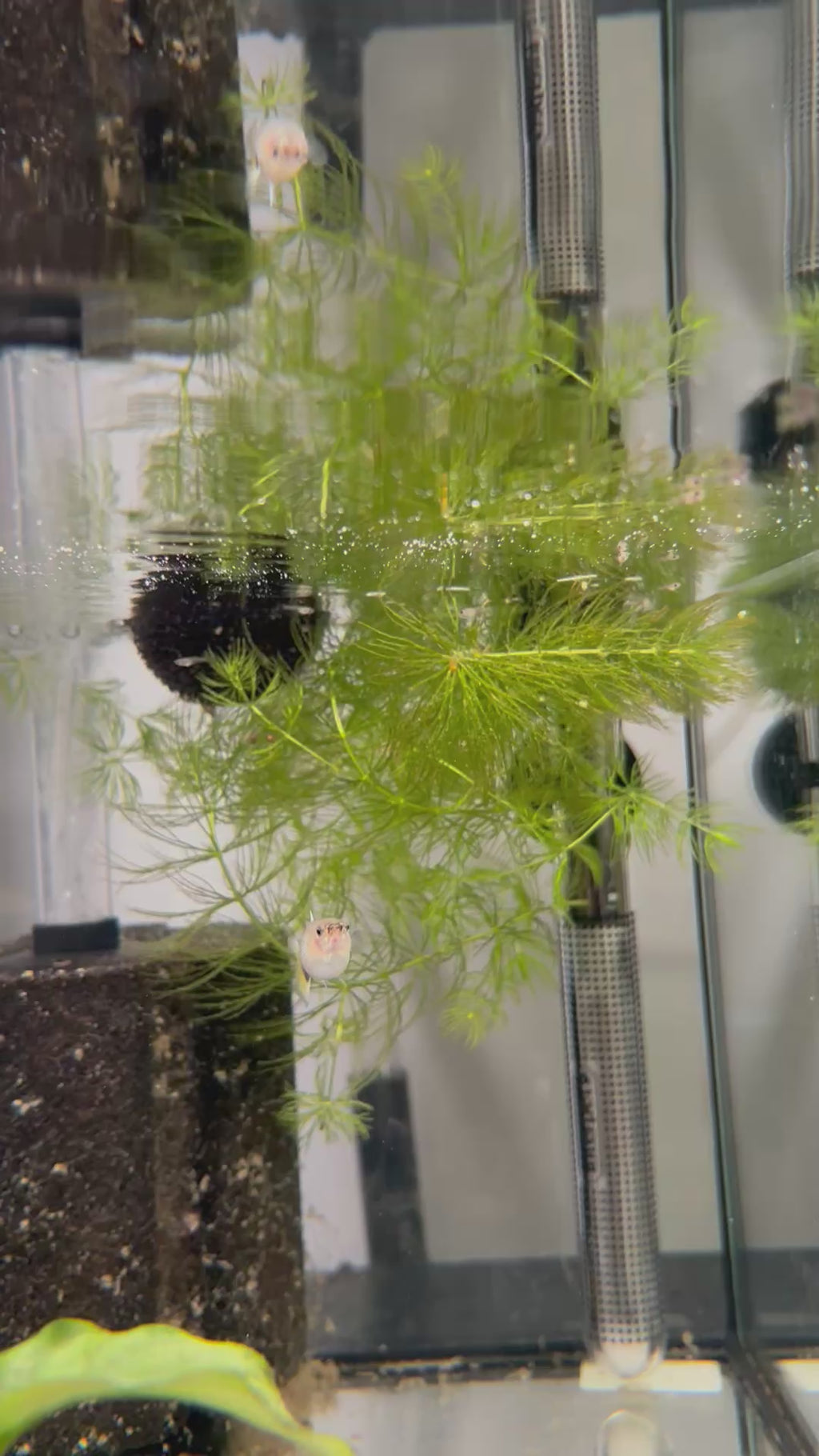Yellow Tuxedo Guppy Pair