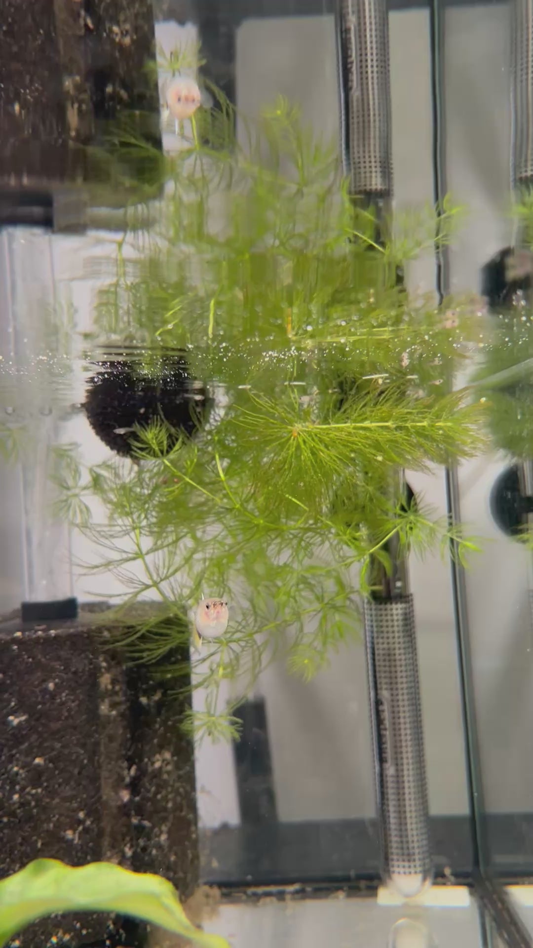 Yellow Tuxedo Guppy Pair